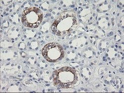 Invitrogen SLA2 Monoclonal Antibody (OTI3E3) 100 &mu;L; Unconjugated:Antibodies,