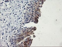 Invitrogen SLA2 Monoclonal Antibody (OTI3E3) 100 &mu;L; Unconjugated:Antibodies,