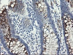 Invitrogen SLA2 Monoclonal Antibody (OTI3E3) 100 &mu;L; Unconjugated:Antibodies,