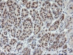 Invitrogen SLA2 Monoclonal Antibody (OTI3E3) 100 &mu;L; Unconjugated:Antibodies,