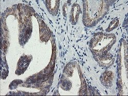 Invitrogen SLA2 Monoclonal Antibody (OTI3E3) 100 &mu;L; Unconjugated:Antibodies,