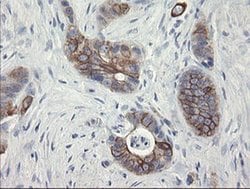 Invitrogen SLA2 Monoclonal Antibody (OTI3E3) 100 &mu;L; Unconjugated:Antibodies,