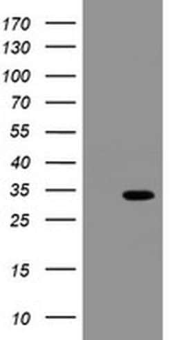 Invitrogen SLA2 Monoclonal Antibody (OTI3E3) 100 &mu;L; Unconjugated:Antibodies,