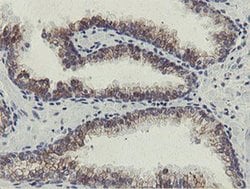 Invitrogen SLA2 Monoclonal Antibody (OTI2G3) 100 &mu;L; Unconjugated:Antibodies,