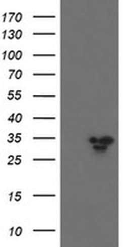 Invitrogen SLA2 Monoclonal Antibody (OTI2G3) 100 &mu;L; Unconjugated:Antibodies,