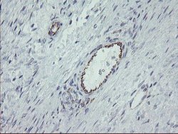 Invitrogen ALX4 Monoclonal Antibody (OTI1F2) 100 &mu;L; Unconjugated:Antibodies,