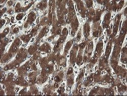 Invitrogen REEP5 Monoclonal Antibody (OTI4D2) 100 &mu;L; Unconjugated:Antibodies,