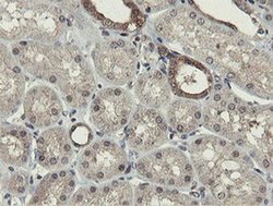 Invitrogen OTUB1 Monoclonal Antibody (OTI5B8) 100 &mu;L; Unconjugated:Antibodies,