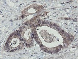Invitrogen OTUB1 Monoclonal Antibody (OTI5B8) 100 &mu;L; Unconjugated:Antibodies,