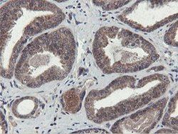 Invitrogen OTUB1 Monoclonal Antibody (OTI5B8) 100 &mu;L; Unconjugated:Antibodies,