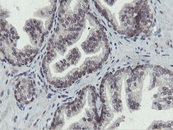 Invitrogen OTUB1 Monoclonal Antibody (OTI5B8) 100 &mu;L; Unconjugated:Antibodies,