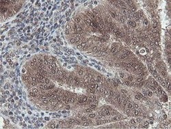 Invitrogen OTUB1 Monoclonal Antibody (OTI5B8) 100 &mu;L; Unconjugated:Antibodies,