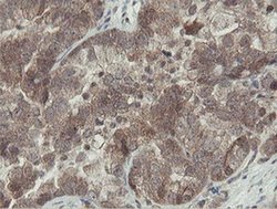 Invitrogen OTUB1 Monoclonal Antibody (OTI5B8) 100 &mu;L; Unconjugated:Antibodies,