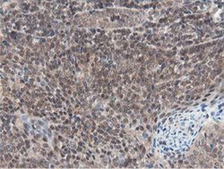 Invitrogen OTUB1 Monoclonal Antibody (OTI5B8) 100 &mu;L; Unconjugated:Antibodies,