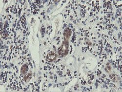 Invitrogen OTUB1 Monoclonal Antibody (OTI5B8) 100 &mu;L; Unconjugated:Antibodies,