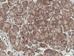 Invitrogen OTUB1 Monoclonal Antibody (OTI5B8) 100 &mu;L; Unconjugated:Antibodies,