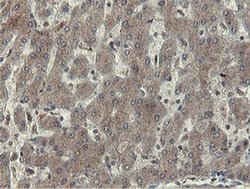 Invitrogen OTUB1 Monoclonal Antibody (OTI5B8) 100 &mu;L; Unconjugated:Antibodies,