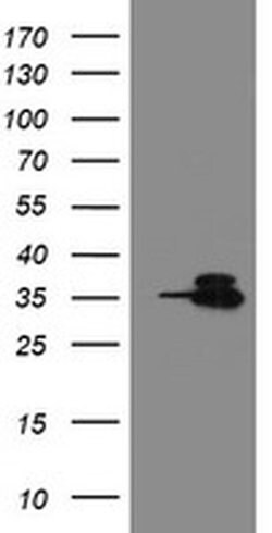 Invitrogen OTUB1 Monoclonal Antibody (OTI5B8) 100 &mu;L; Unconjugated:Antibodies,