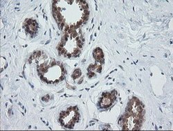 Invitrogen OTUB1 Monoclonal Antibody (OTI1E3) 100 &mu;L; Unconjugated:Antibodies,