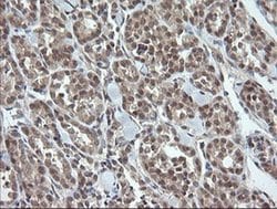 Invitrogen OTUB1 Monoclonal Antibody (OTI1E3) 100 &mu;L; Unconjugated:Antibodies,