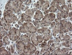 Invitrogen OTUB1 Monoclonal Antibody (OTI1E3) 100 &mu;L; Unconjugated:Antibodies,