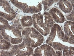 Invitrogen OTUB1 Monoclonal Antibody (OTI1E3) 100 &mu;L; Unconjugated:Antibodies,