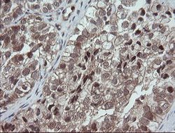 Invitrogen OTUB1 Monoclonal Antibody (OTI1E3) 100 &mu;L; Unconjugated:Antibodies,