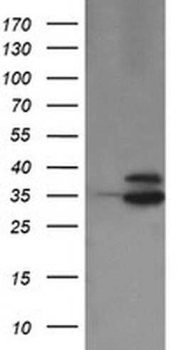 Invitrogen OTUB1 Monoclonal Antibody (OTI1E3) 100 &mu;L; Unconjugated:Antibodies,