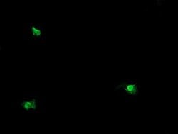 Invitrogen OTUB1 Monoclonal Antibody (OTI2H1) 100 &mu;L; Unconjugated:Antibodies,