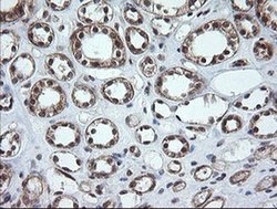 Invitrogen OTUB1 Monoclonal Antibody (OTI2H1) 100 &mu;L; Unconjugated:Antibodies,