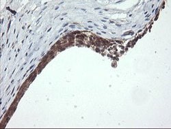 Invitrogen OTUB1 Monoclonal Antibody (OTI2H1) 100 &mu;L; Unconjugated:Antibodies,