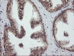 Invitrogen OTUB1 Monoclonal Antibody (OTI2H1) 100 &mu;L; Unconjugated:Antibodies,