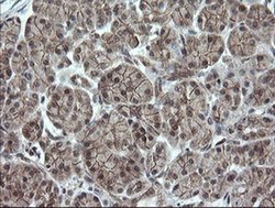 Invitrogen OTUB1 Monoclonal Antibody (OTI2H1) 100 &mu;L; Unconjugated:Antibodies,