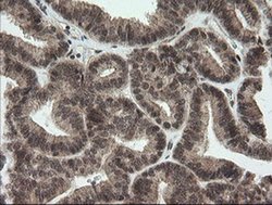 Invitrogen OTUB1 Monoclonal Antibody (OTI2H1) 100 &mu;L; Unconjugated:Antibodies,