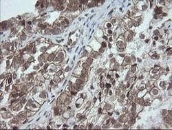 Invitrogen OTUB1 Monoclonal Antibody (OTI2H1) 100 &mu;L; Unconjugated:Antibodies,