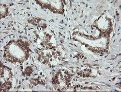 Invitrogen OTUB1 Monoclonal Antibody (OTI2H1) 100 &mu;L; Unconjugated:Antibodies,
