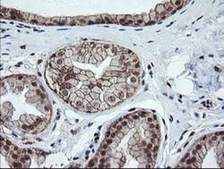 Invitrogen OTUB1 Monoclonal Antibody (OTI2H1) 100 &mu;L; Unconjugated:Antibodies,