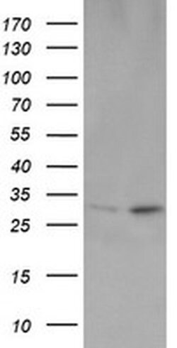 Invitrogen OTUB1 Monoclonal Antibody (OTI2H1) 100 &mu;L; Unconjugated:Antibodies,