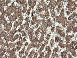 Invitrogen PROSC Monoclonal Antibody (OTI3A6) 100 &mu;L; Unconjugated:Antibodies,