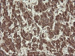 Invitrogen PROSC Monoclonal Antibody (OTI3A6) 100 &mu;L; Unconjugated:Antibodies,