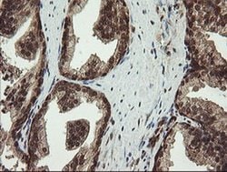 Invitrogen PROSC Monoclonal Antibody (OTI3A6) 100 &mu;L; Unconjugated:Antibodies,