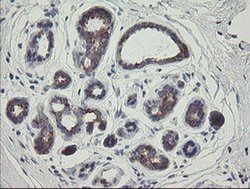 Invitrogen RIOK2 Monoclonal Antibody (OTI5D11) 100 &mu;L; Unconjugated:Antibodies,