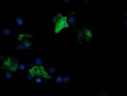 Invitrogen FATE1 Monoclonal Antibody (OTI1A1) 100 &mu;L; Unconjugated:Antibodies,