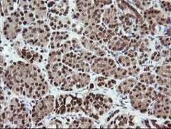 Invitrogen FATE1 Monoclonal Antibody (OTI1A1) 100 &mu;L; Unconjugated:Antibodies,