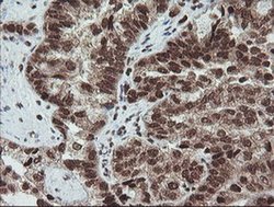 Invitrogen FATE1 Monoclonal Antibody (OTI1A1) 100 &mu;L; Unconjugated:Antibodies,