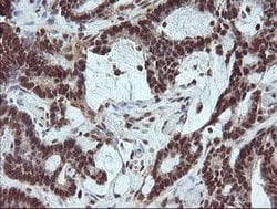 Invitrogen FATE1 Monoclonal Antibody (OTI1A1) 100 &mu;L; Unconjugated:Antibodies,