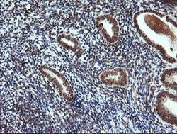Invitrogen FATE1 Monoclonal Antibody (OTI1A1) 100 &mu;L; Unconjugated:Antibodies,