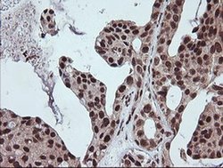 Invitrogen FATE1 Monoclonal Antibody (OTI1A1) 100 &mu;L; Unconjugated:Antibodies,