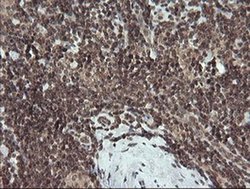 Invitrogen FATE1 Monoclonal Antibody (OTI1A1) 100 &mu;L; Unconjugated:Antibodies,