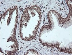Invitrogen FATE1 Monoclonal Antibody (OTI1A1) 100 &mu;L; Unconjugated:Antibodies,